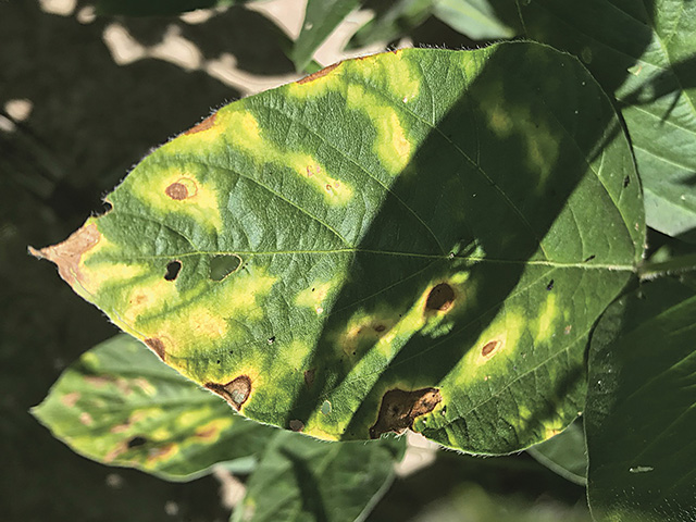 Since SDS attacks the root first, by the time above ground symptoms are visible, it&#039;s too late to protect against the disease. (Progressive Farmer image provided by Beck&#039;s)